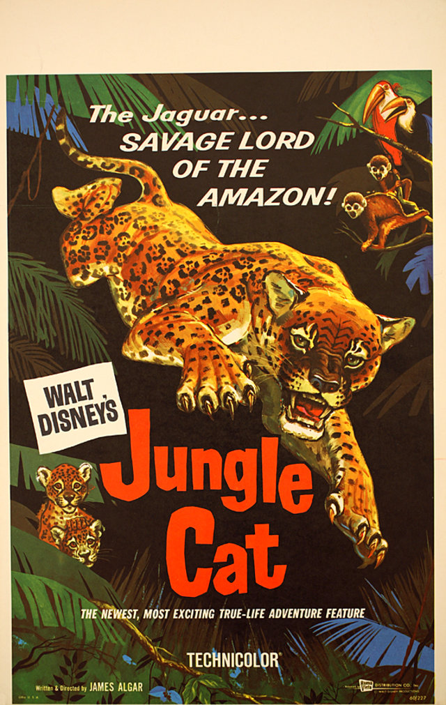 Jungle Cat Original 1960 U.S. Window Card Movie Poster