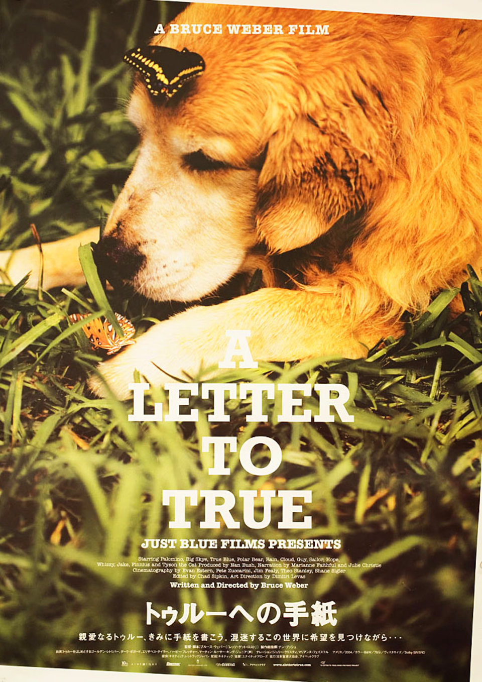 ブルース・ウェバー Bruce Weber 映画ポスター トゥルーへの手紙