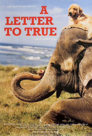 A Letter to True Original 2004 U.S. Movie Poster