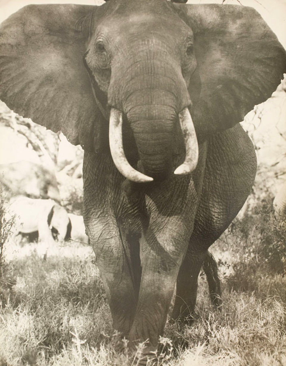 The African Elephant 1971 U.S. Silver Gelatin Single-Weight Photo Set of 4