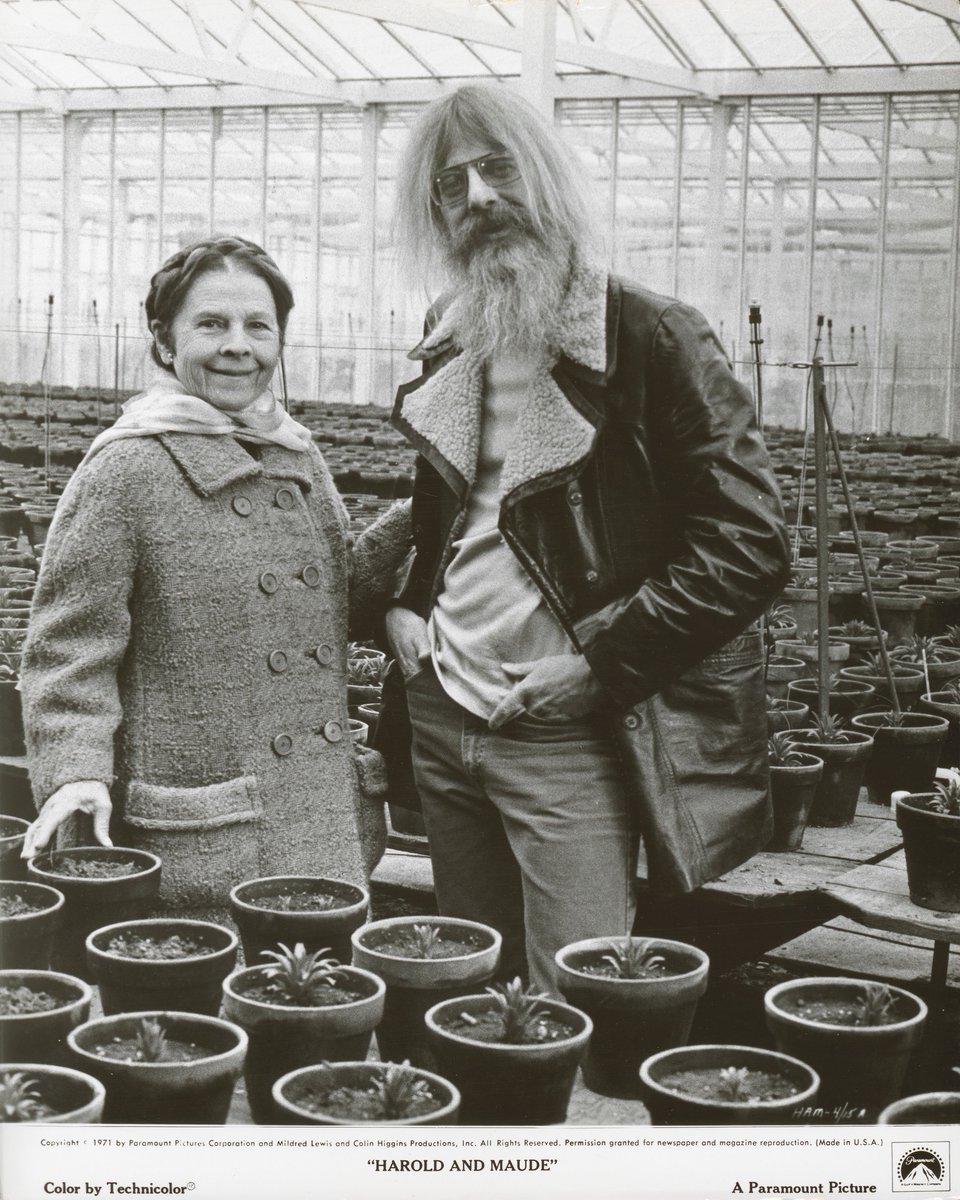 Harold and Maude Original 1971 U.S. Candid Photo